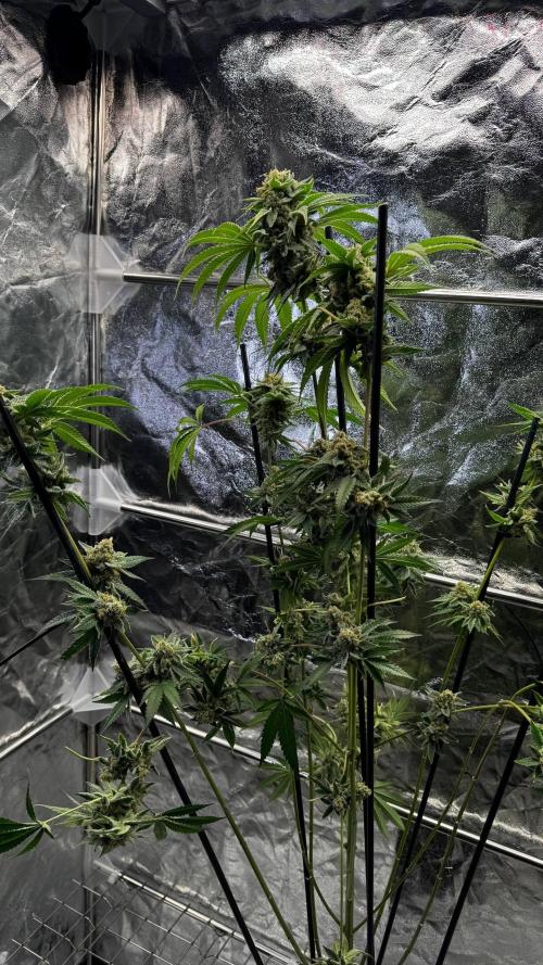 Gorilla Melon. Week 18