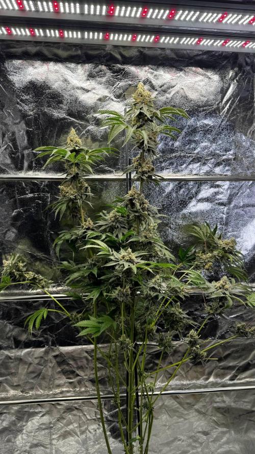 Gorilla Melon. Week 18