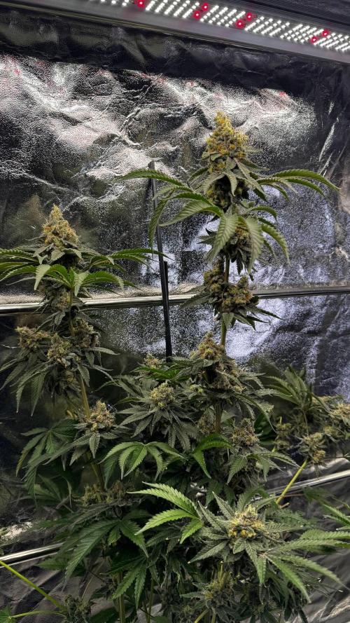 Gorilla Melon. Week 18