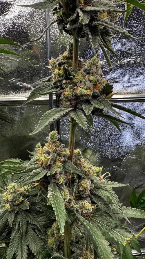 Gorilla Melon. Week 18