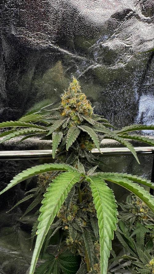 Gorilla Melon. Week 18