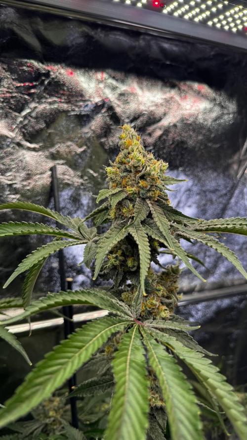 Gorilla Melon. Week 18