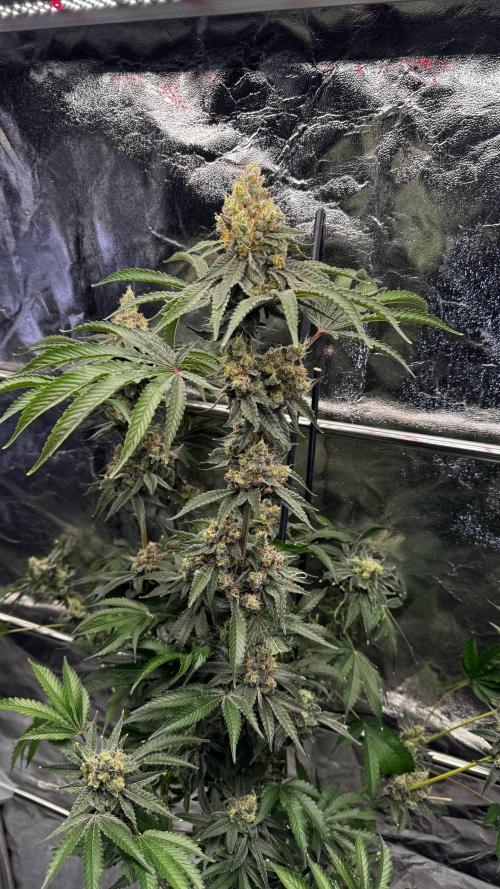 Gorilla Melon. Week 18