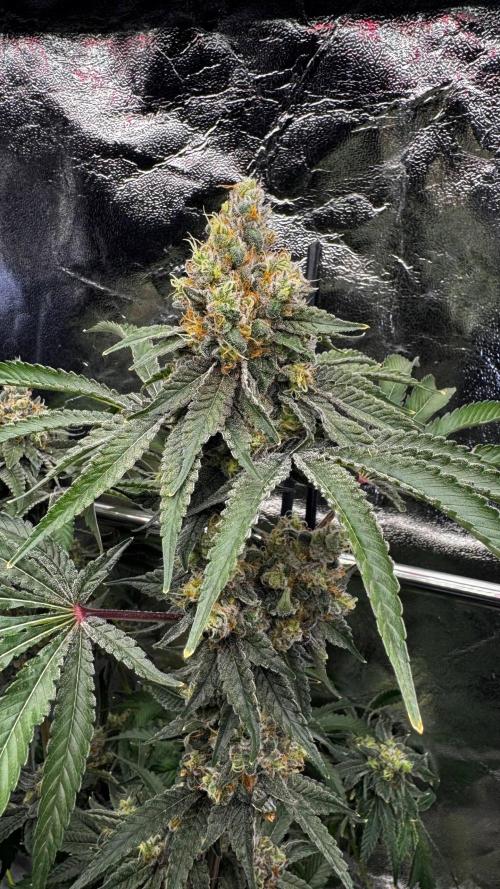 Gorilla Melon. Week 18