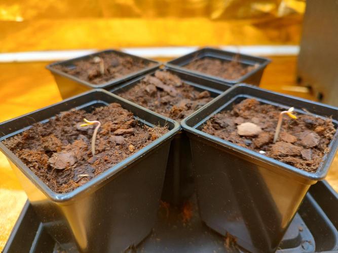 Frozen Black Cherry (Anesia Seeds). Week 0