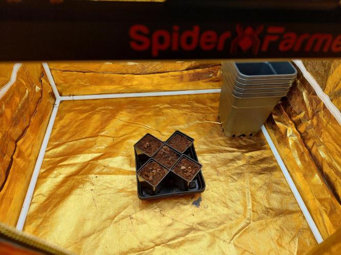 Frozen Black Cherry (Anesia Seeds). Week 0