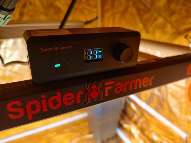 Frozen Black Cherry (Anesia Seeds). Week 0