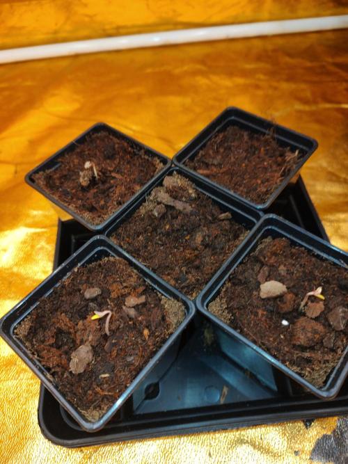 Frozen Black Cherry (Anesia Seeds). Week 0