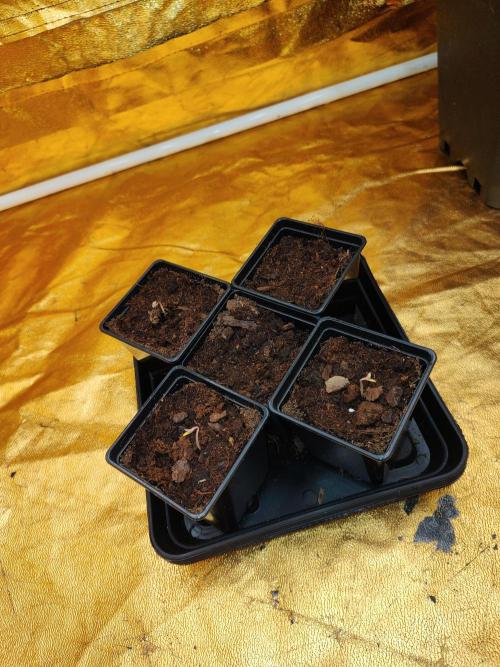 Frozen Black Cherry (Anesia Seeds). Week 0