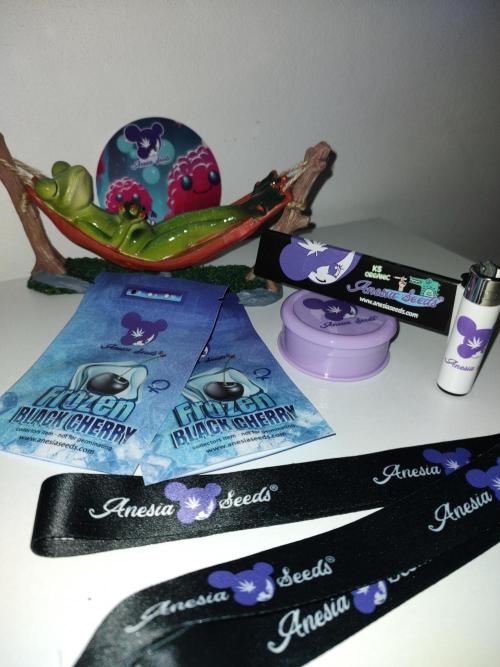 Frozen Black Cherry (Anesia Seeds). Week 0