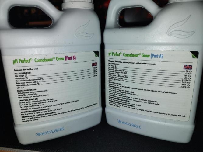 Frozen Black Cherry (Anesia Seeds). Week 1