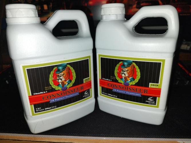 Frozen Black Cherry (Anesia Seeds). Week 1