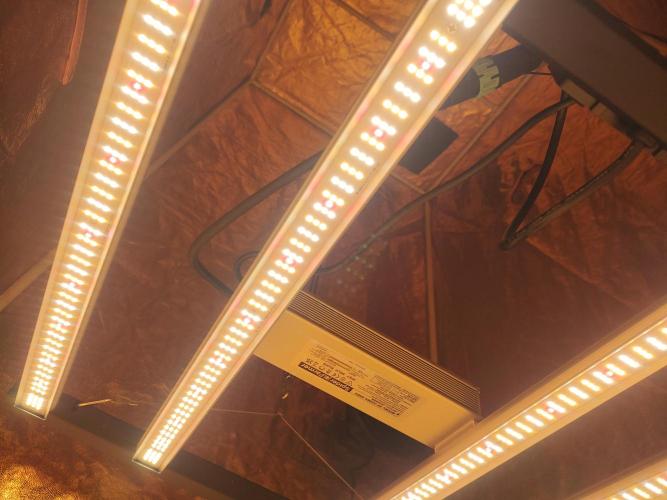 Frozen Black Cherry (Anesia Seeds). Week 1