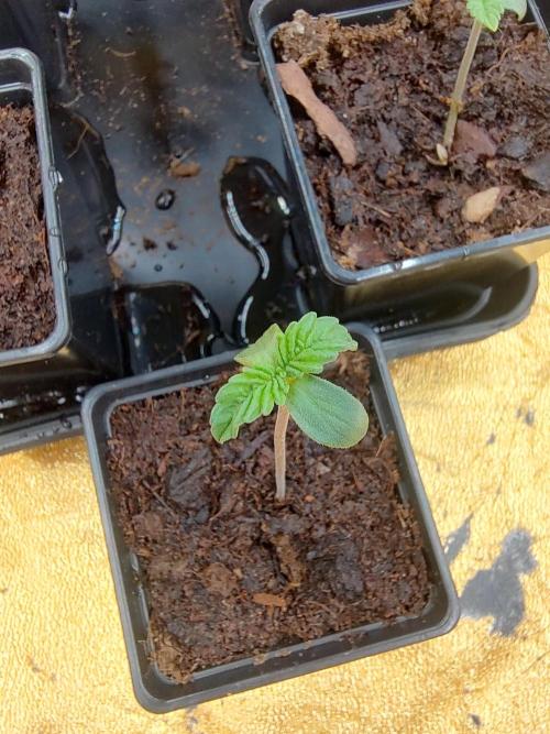 Frozen Black Cherry (Anesia Seeds). Week 1