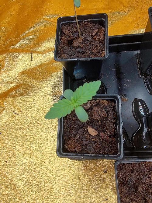 Frozen Black Cherry (Anesia Seeds). Week 1