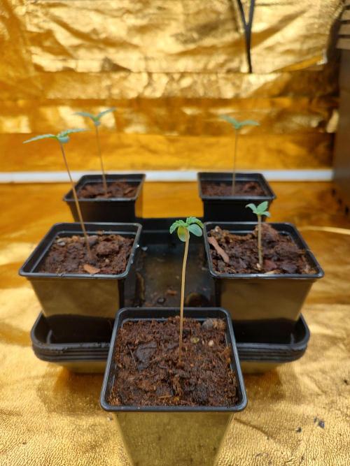 Frozen Black Cherry (Anesia Seeds). Week 1