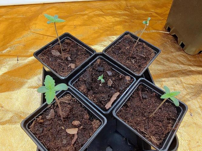 Frozen Black Cherry (Anesia Seeds). Week 1