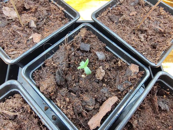 Frozen Black Cherry (Anesia Seeds). Week 1