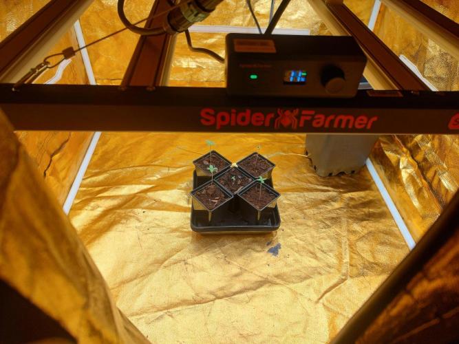 Frozen Black Cherry (Anesia Seeds). Week 1