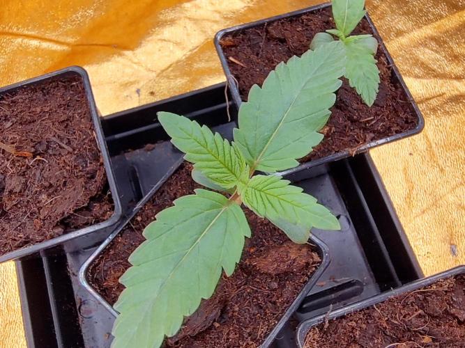 Frozen Black Cherry (Anesia Seeds). Week 1