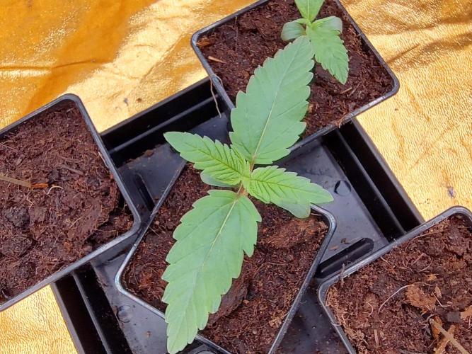 Frozen Black Cherry (Anesia Seeds). Week 1