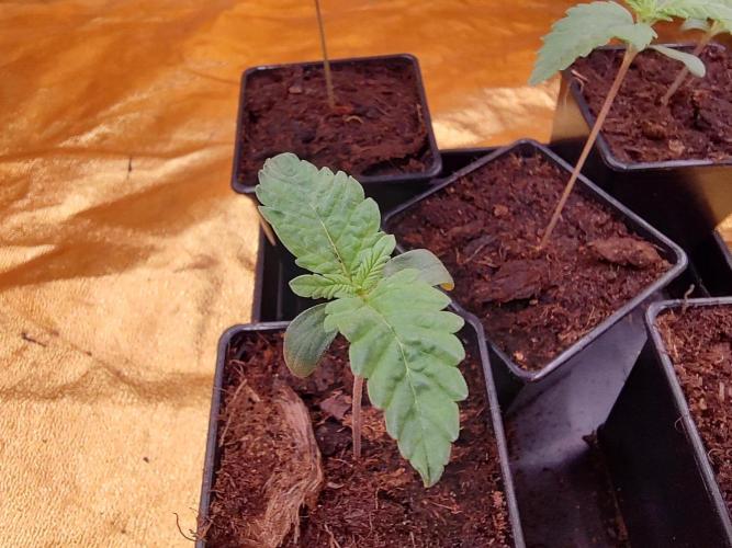 Frozen Black Cherry (Anesia Seeds). Week 1