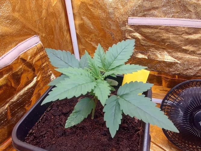 Frozen Black Cherry (Anesia Seeds). Week 2