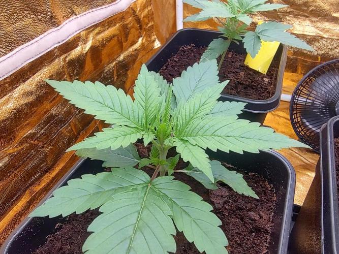 Frozen Black Cherry (Anesia Seeds). Week 2