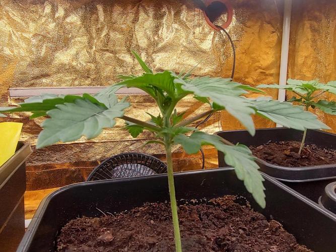 Frozen Black Cherry (Anesia Seeds). Week 2