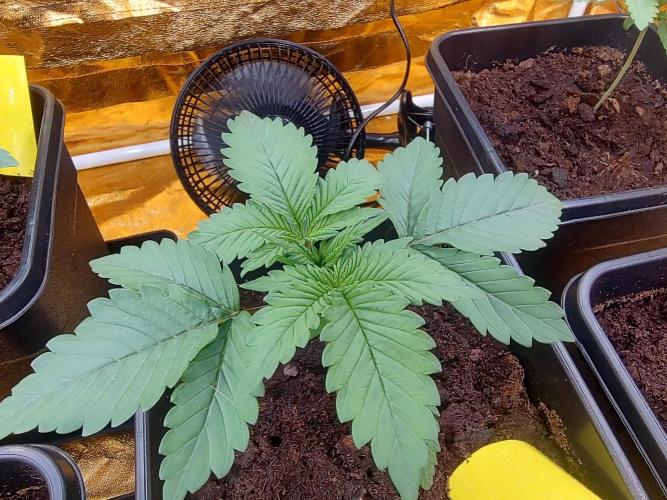 Frozen Black Cherry (Anesia Seeds). Week 2