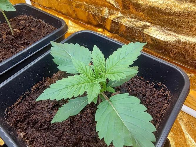 Frozen Black Cherry (Anesia Seeds). Week 2