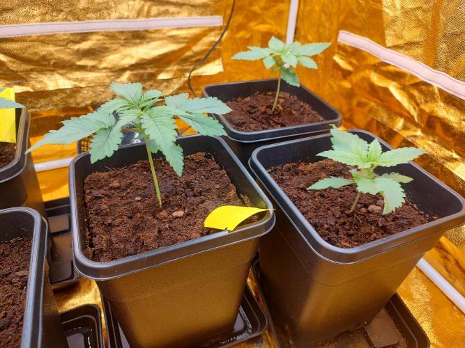 Frozen Black Cherry (Anesia Seeds). Week 2