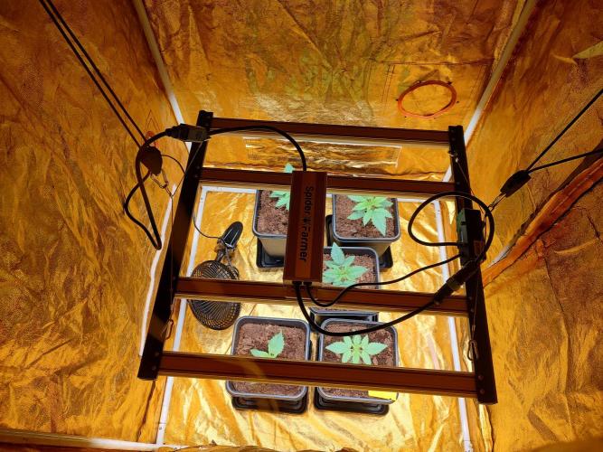 Frozen Black Cherry (Anesia Seeds). Week 2