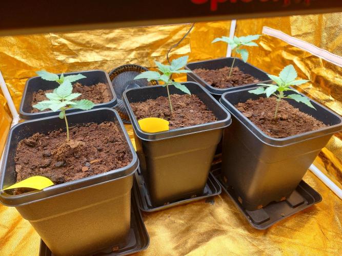 Frozen Black Cherry (Anesia Seeds). Week 2