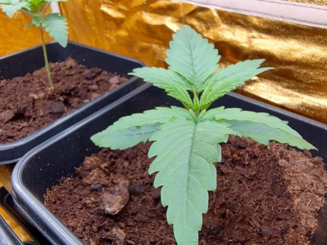 Frozen Black Cherry (Anesia Seeds). Week 2