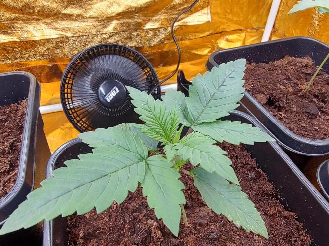 Frozen Black Cherry (Anesia Seeds). Week 2