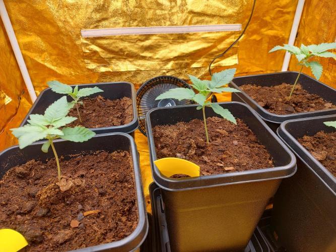 Frozen Black Cherry (Anesia Seeds). Week 2