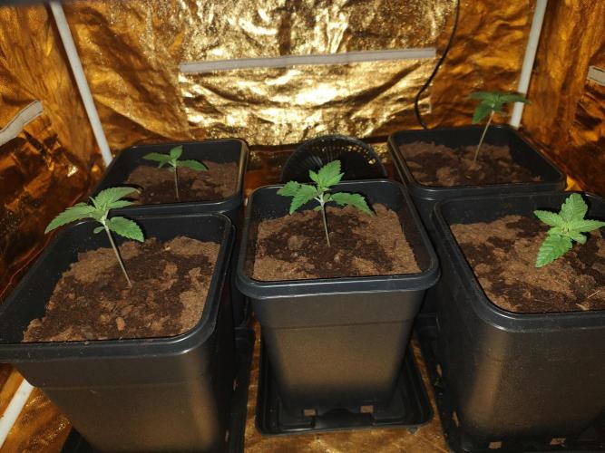 Frozen Black Cherry (Anesia Seeds). Week 2