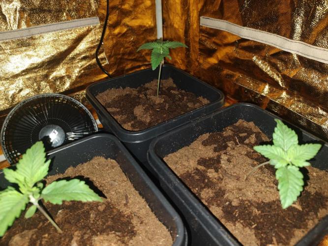 Frozen Black Cherry (Anesia Seeds). Week 2