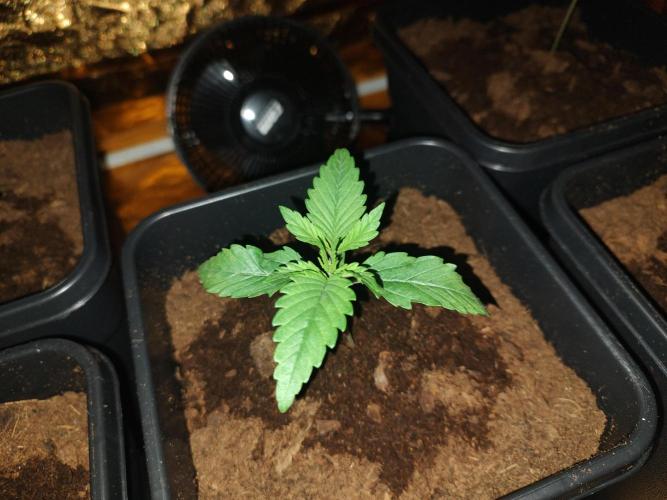 Frozen Black Cherry (Anesia Seeds). Week 2