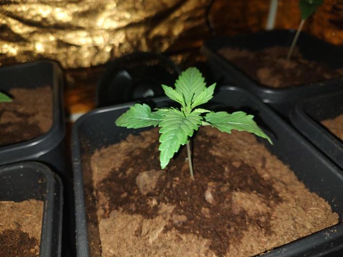 Frozen Black Cherry (Anesia Seeds). Week 2