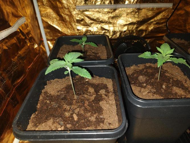 Frozen Black Cherry (Anesia Seeds). Week 2