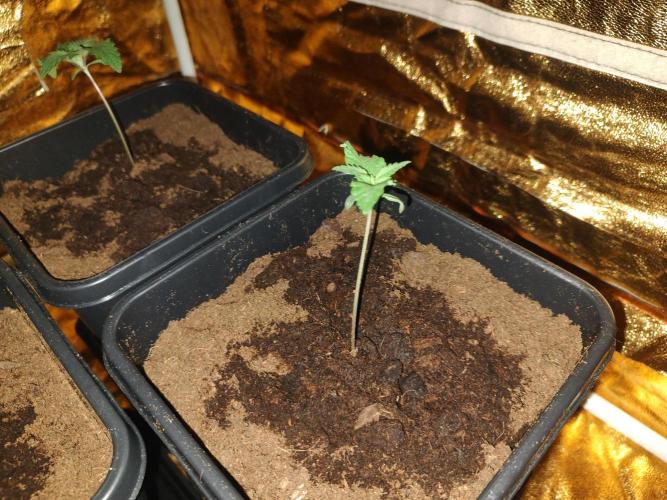 Frozen Black Cherry (Anesia Seeds). Week 2