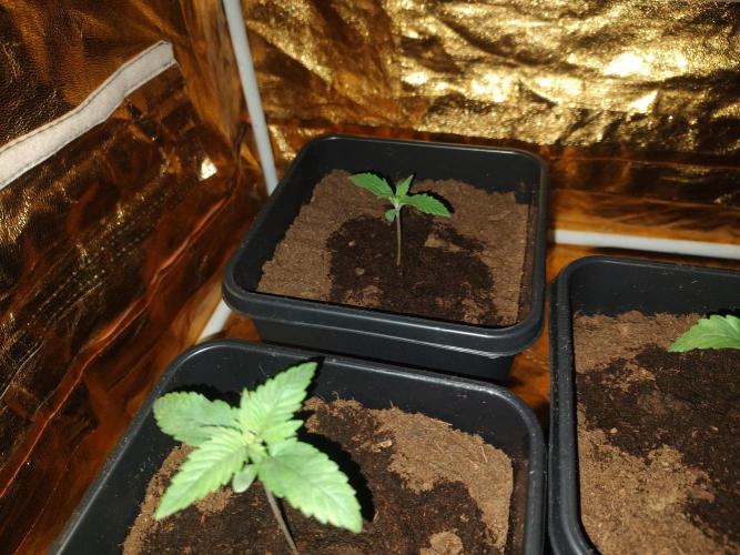 Frozen Black Cherry (Anesia Seeds). Week 2