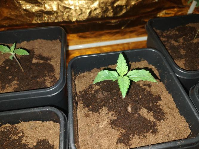 Frozen Black Cherry (Anesia Seeds). Week 2