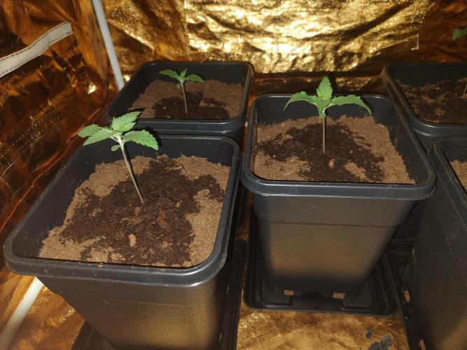 Frozen Black Cherry (Anesia Seeds). Week 2