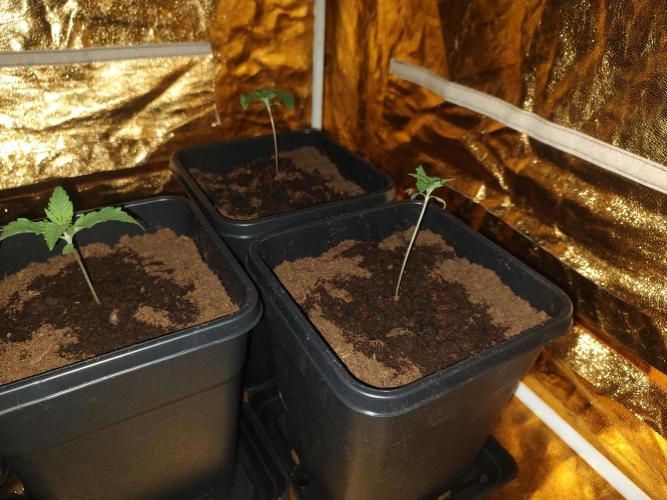 Frozen Black Cherry (Anesia Seeds). Week 2