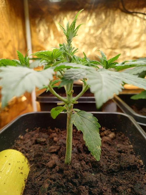 Frozen Black Cherry (Anesia Seeds). Week 3