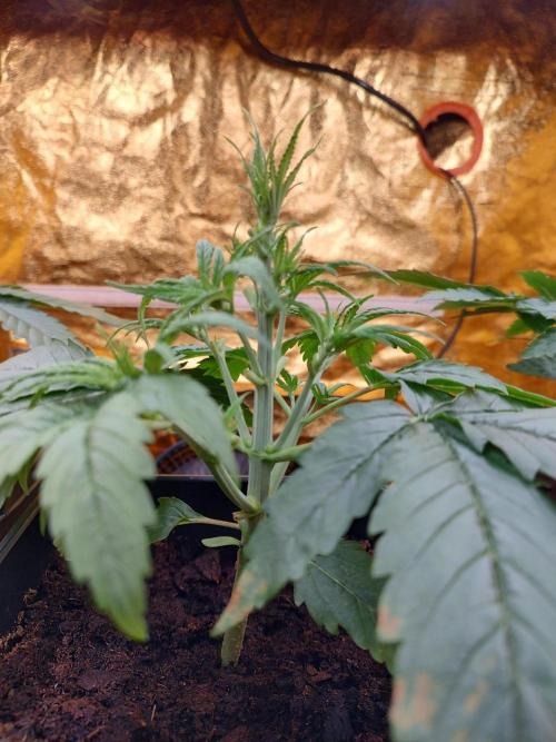 Frozen Black Cherry (Anesia Seeds). Week 3