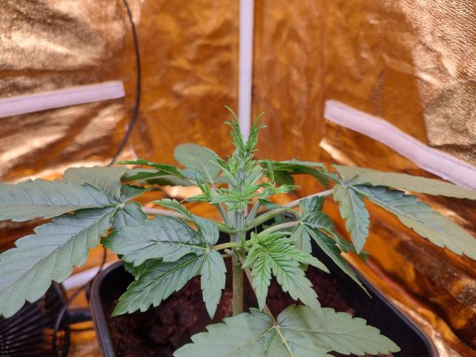 Frozen Black Cherry (Anesia Seeds). Week 3